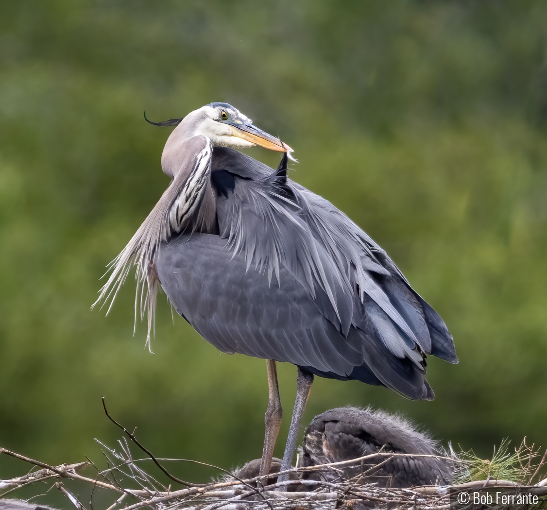 A Moment For Personal Grooming by Bob Ferrante