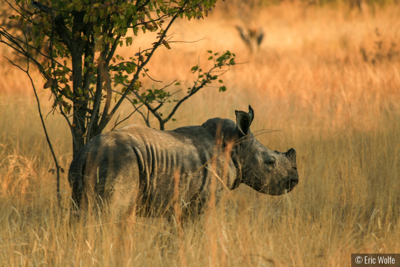 Babe in the Shade by Eric Wolfe