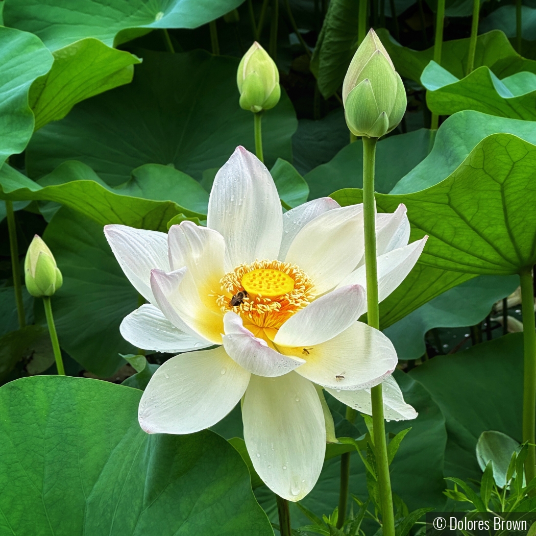 Beauty Amongst the Muck by Dolores Brown