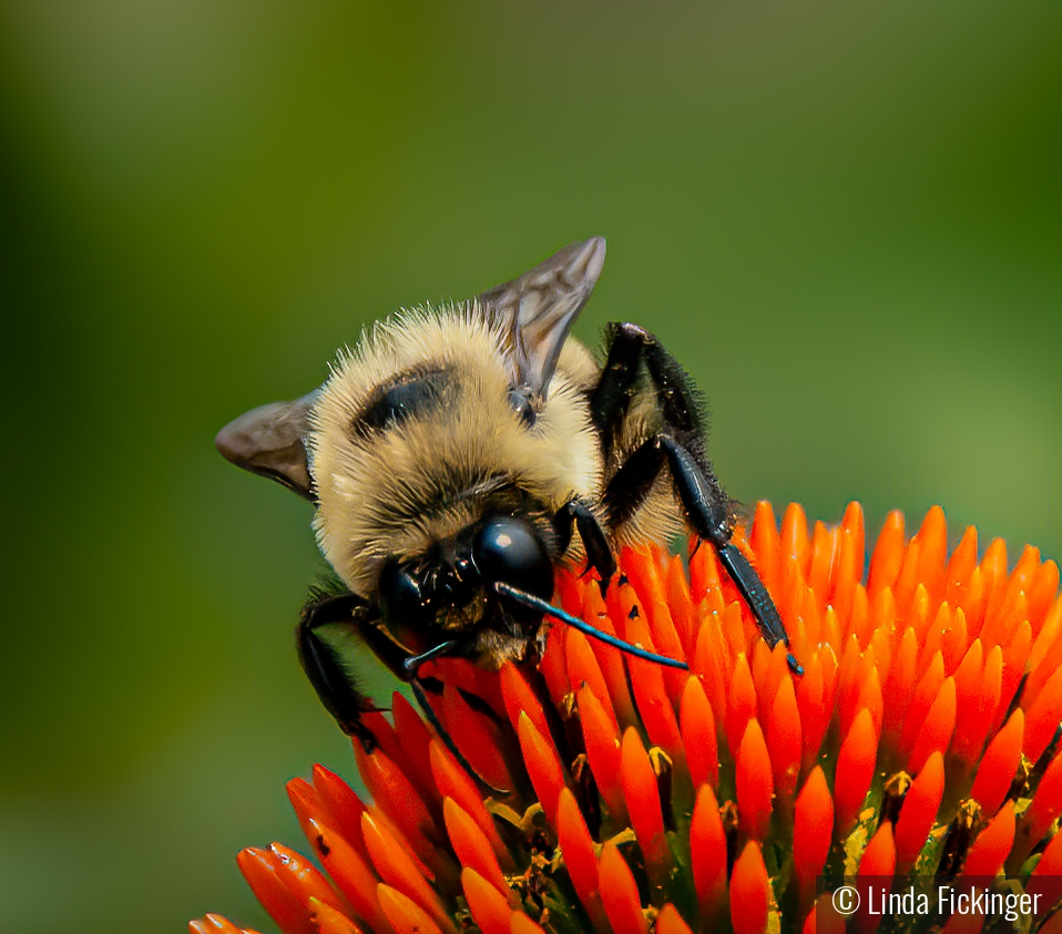 Busy Bee by Linda Fickinger