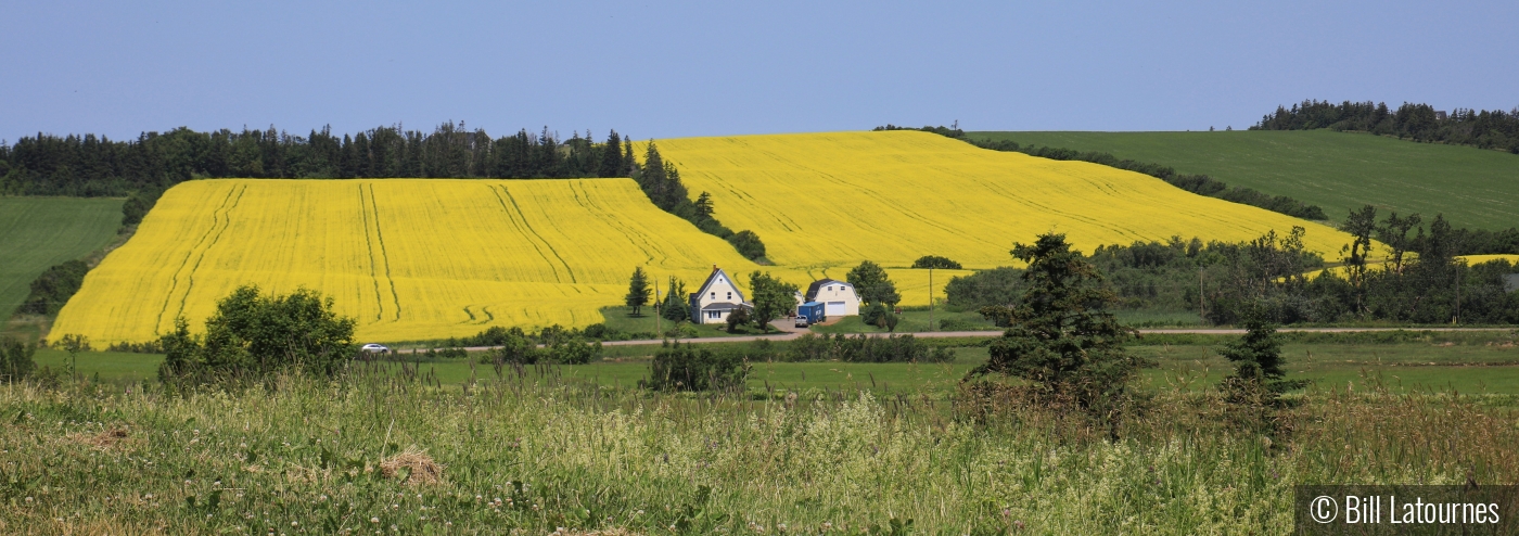 Conola Fields PEI Canada by Bill Latournes