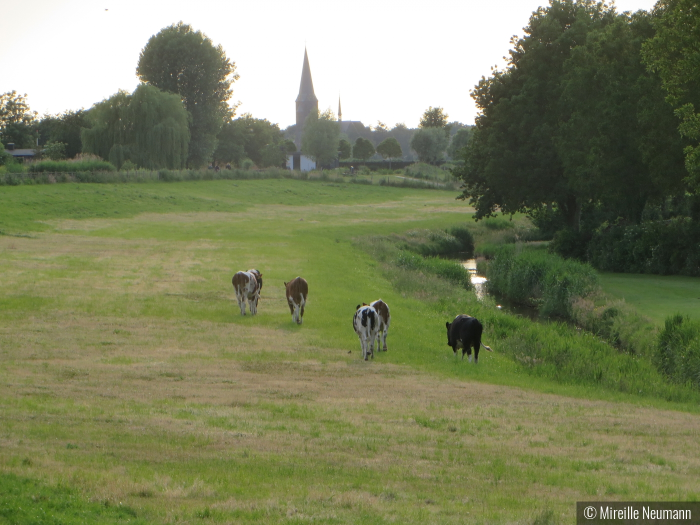 Cows going to church by Mireille Neumann