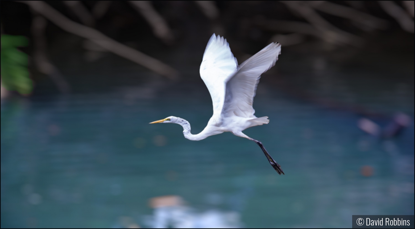 Egret in flight — Costa Rica by David Robbins