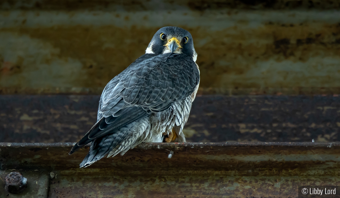 Falcon under the bridge by Libby Lord