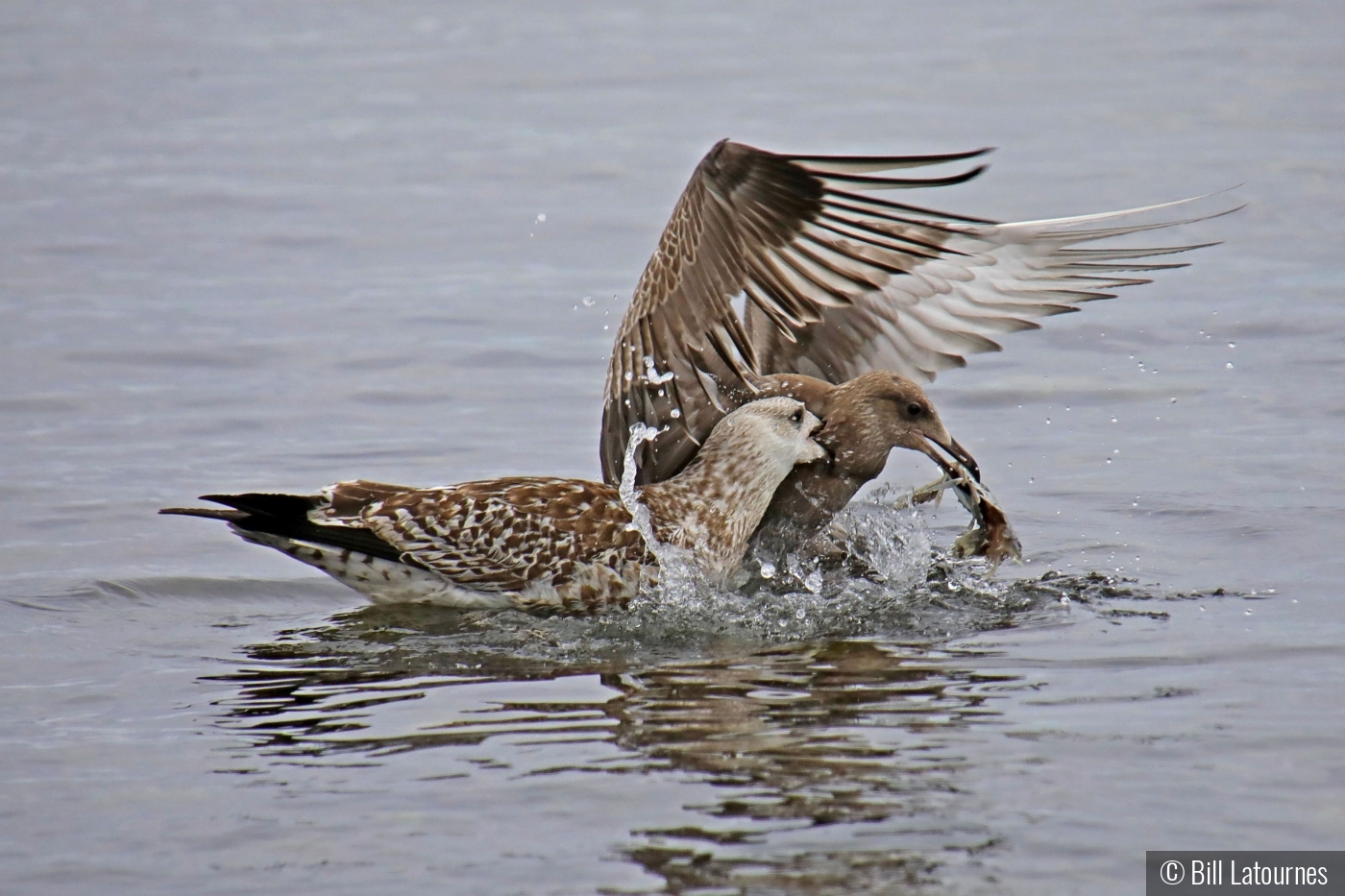 Fighting Over Diner by Bill Latournes