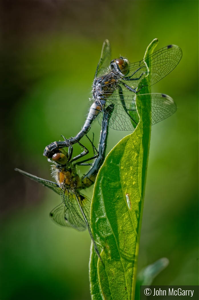 Frosted White Face Dragonflies by John McGarry