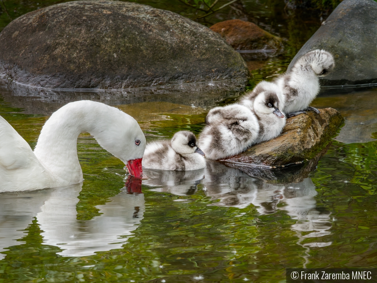 Goslings all in a row by Frank Zaremba MNEC