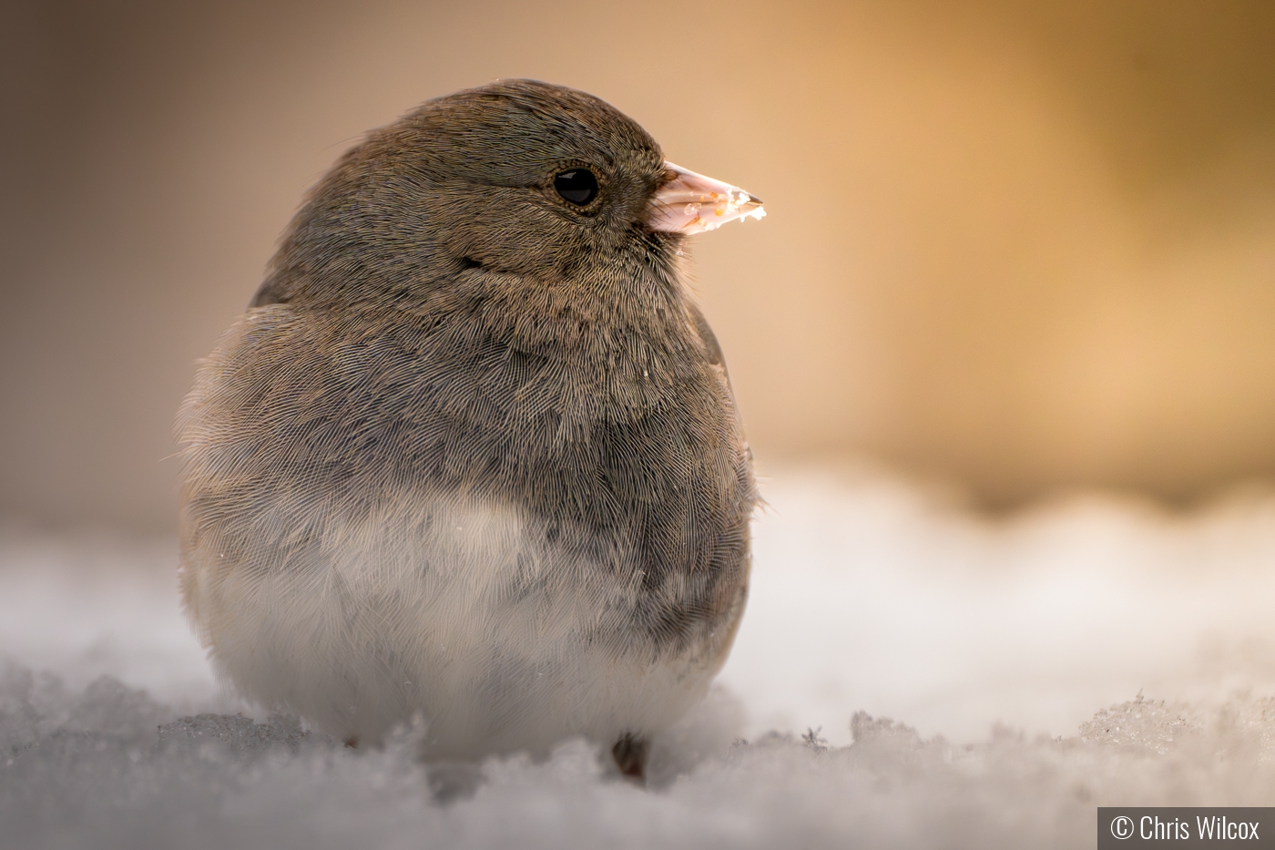 Harbinger of Winter by Chris Wilcox