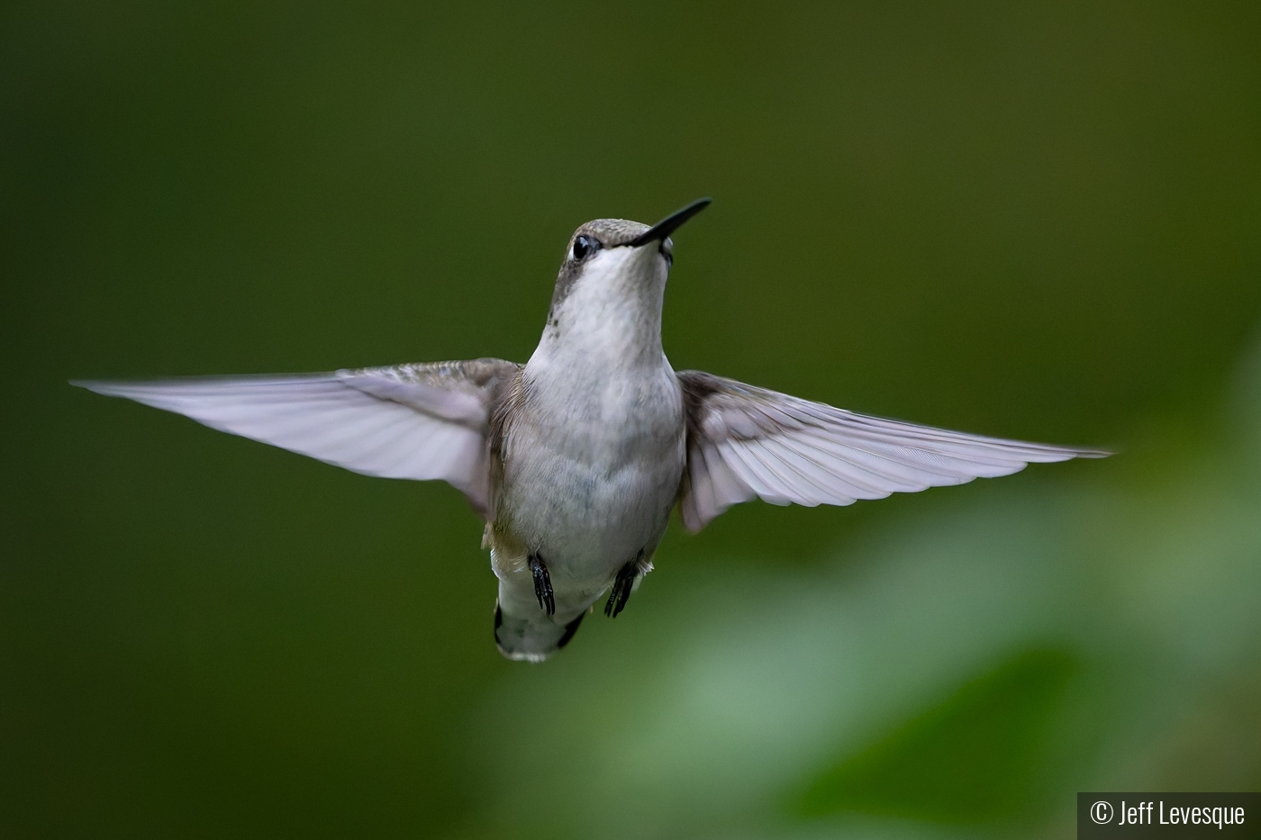 Hummingbird by Jeff Levesque