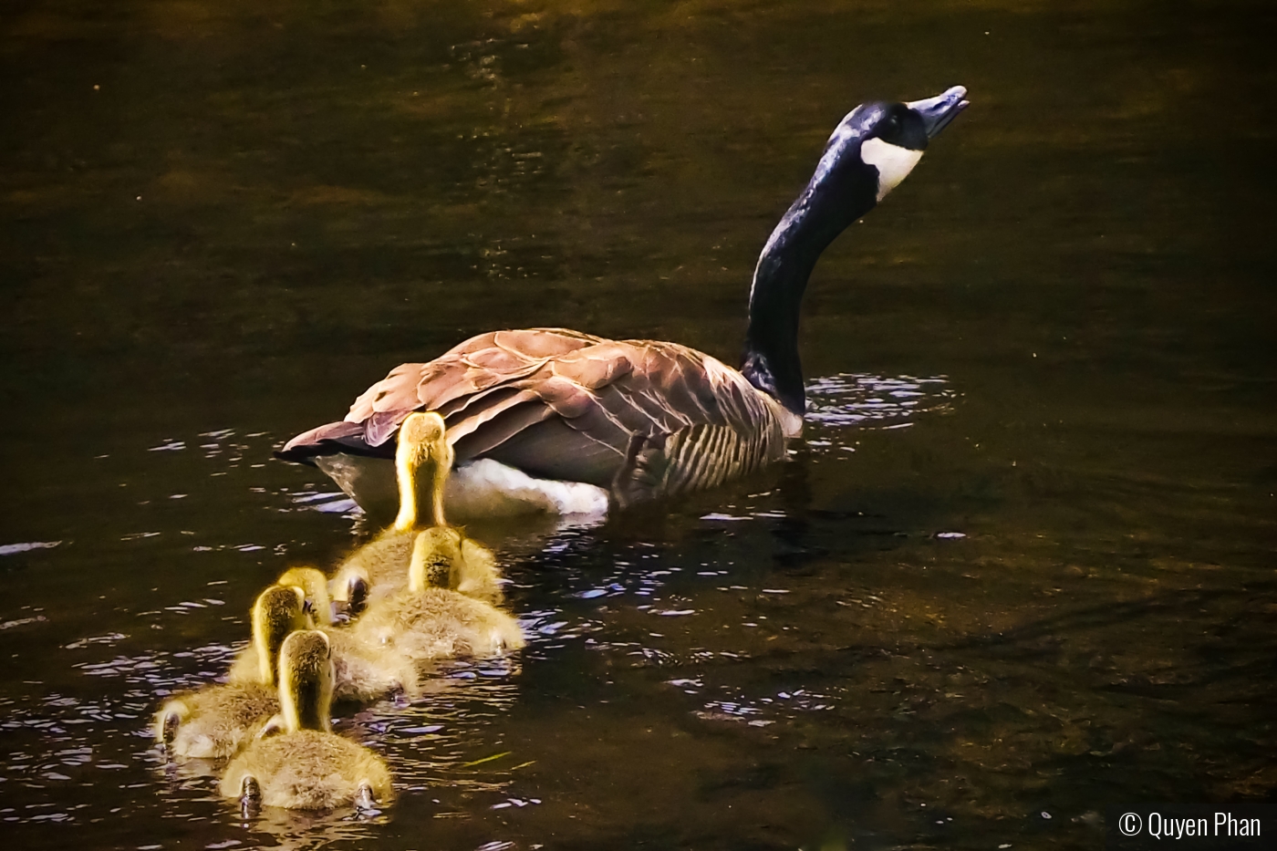 Hurry up, let’s go by Quyen Phan