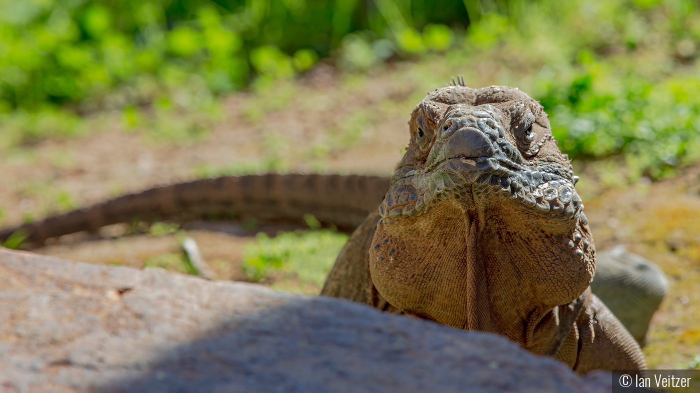 Iguana With An Attitude by Ian Veitzer