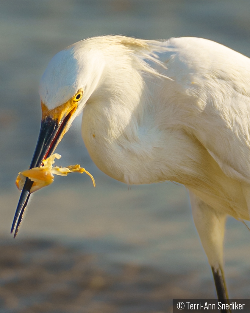 It's Breakfast Time by Terri-Ann Snediker