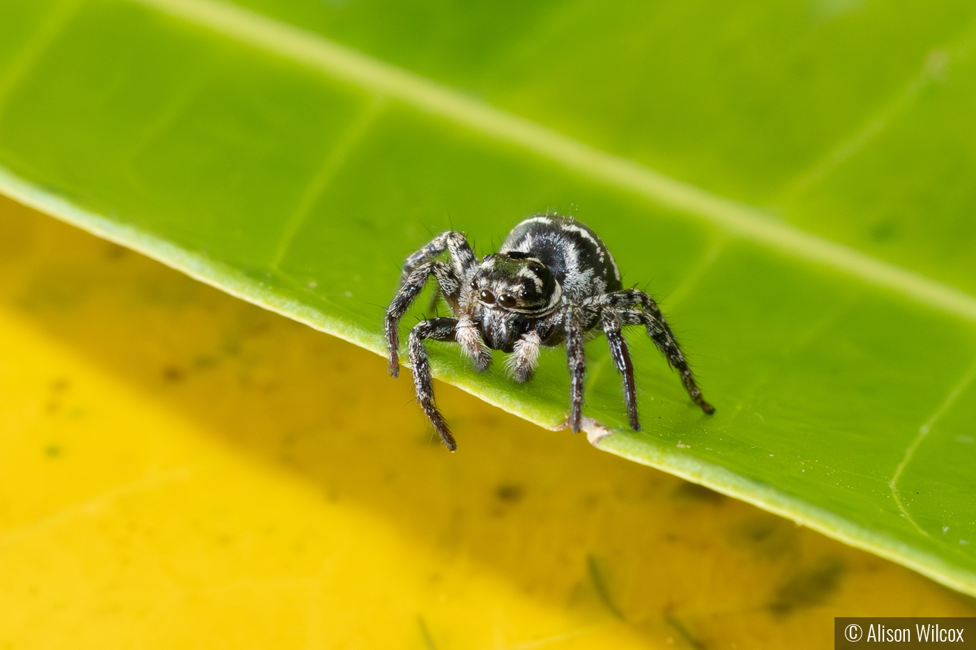 Jumping Spider by Alison Wilcox