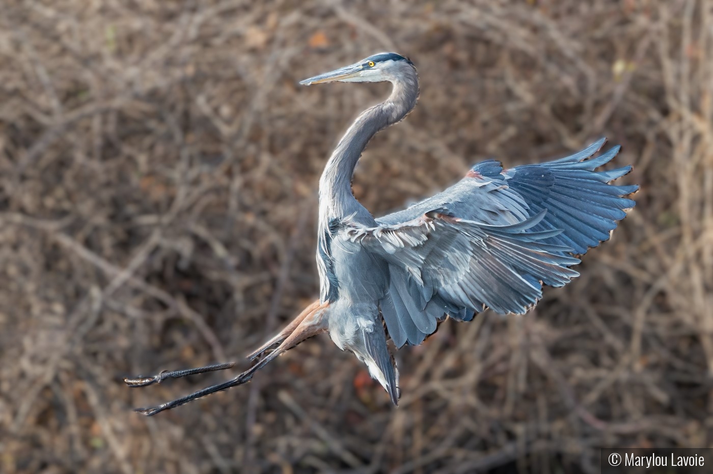 Landing! by Marylou Lavoie