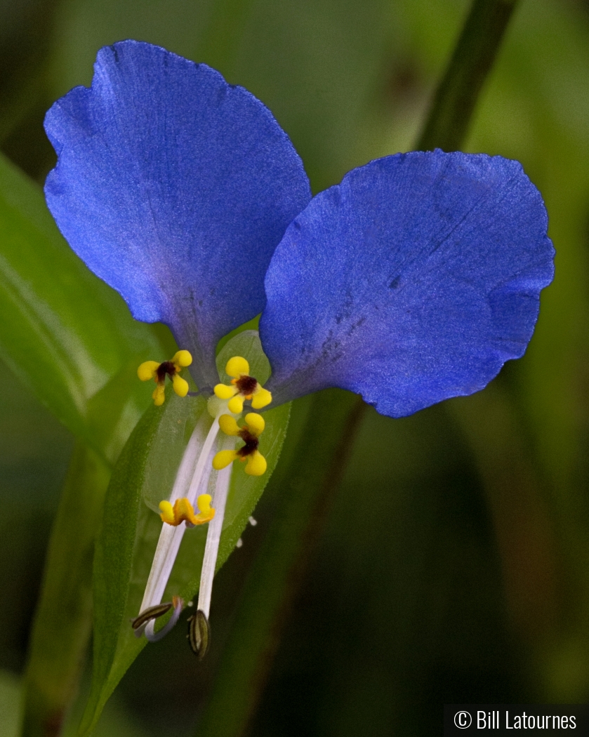 Little Blue Flower by Bill Latournes