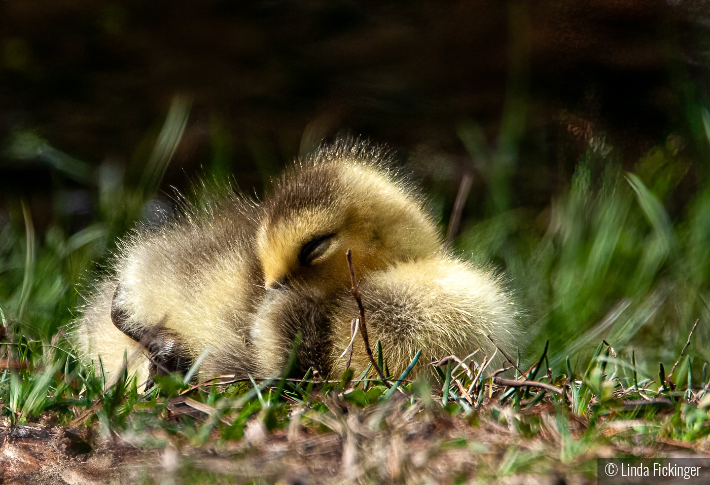 Naptime by Linda Fickinger