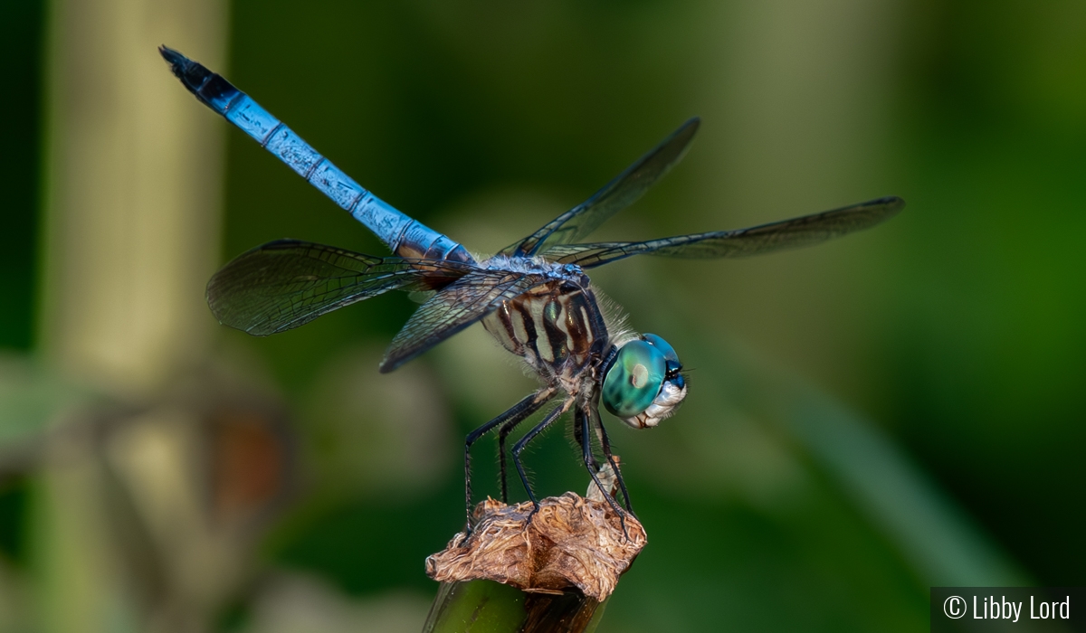 Ready for his close up by Libby Lord