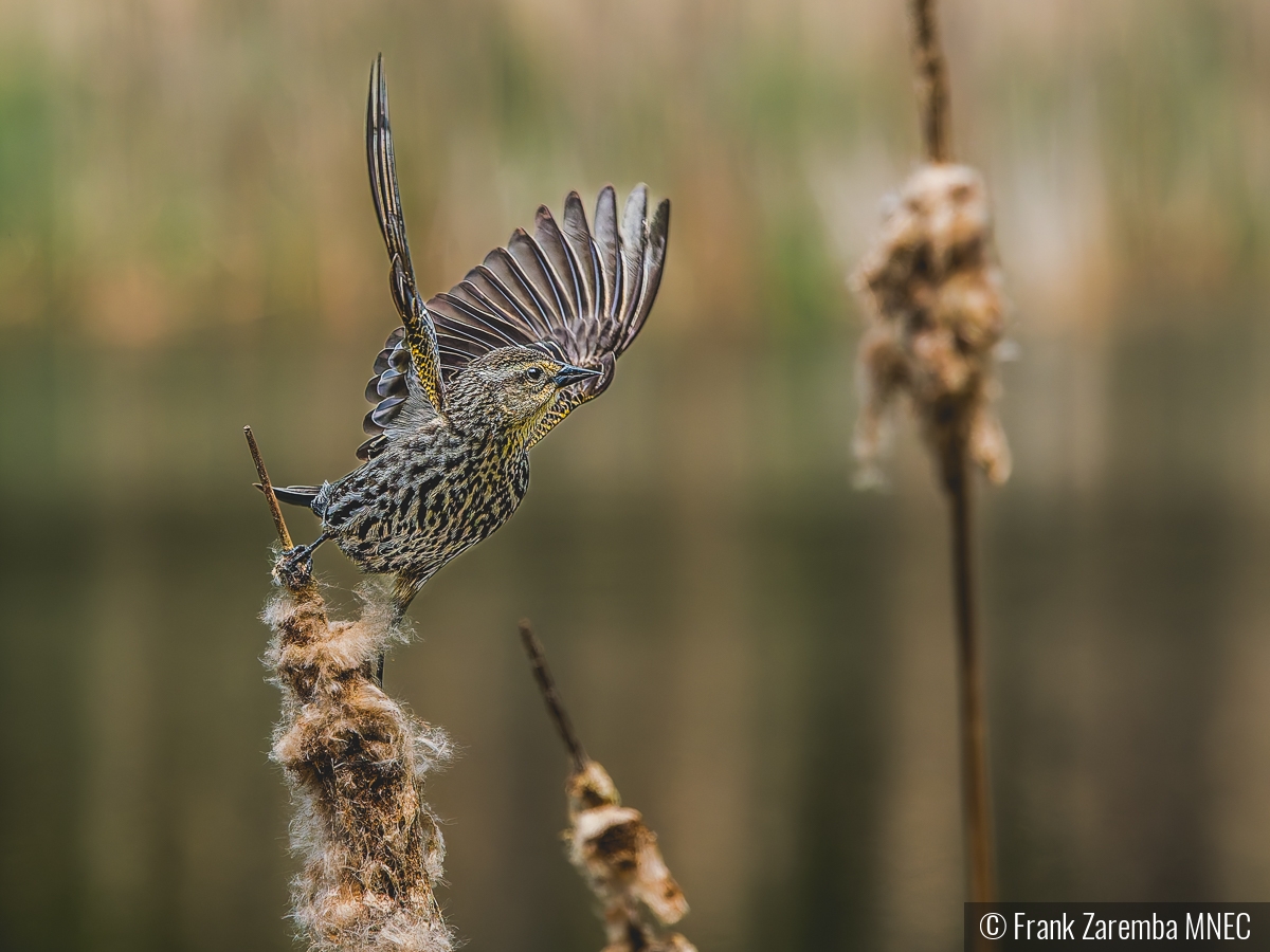 Ready to take off by Frank Zaremba MNEC