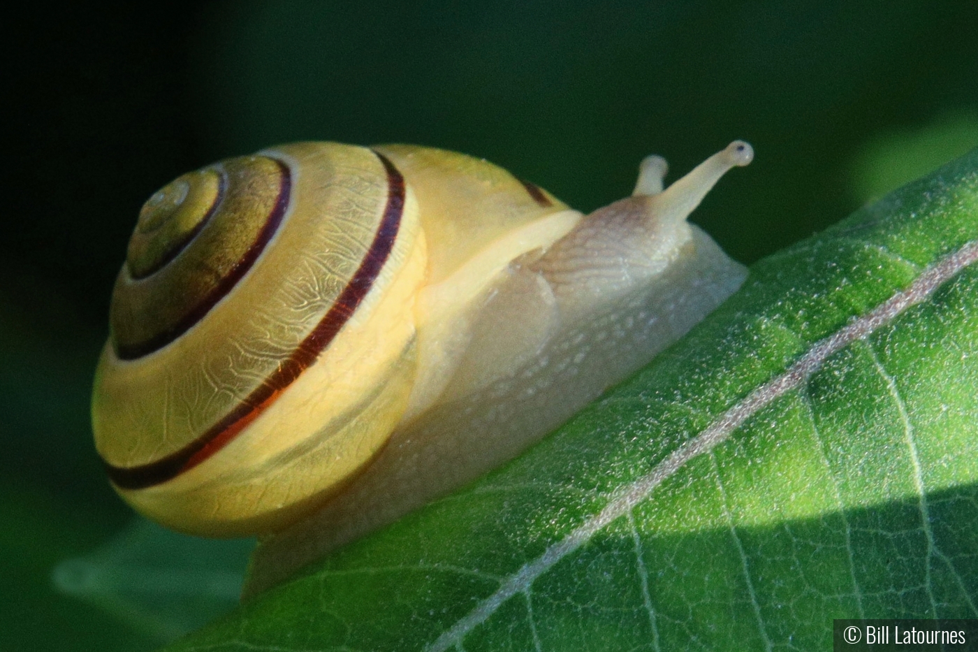 Snail in the Mouring Sun by Bill Latournes