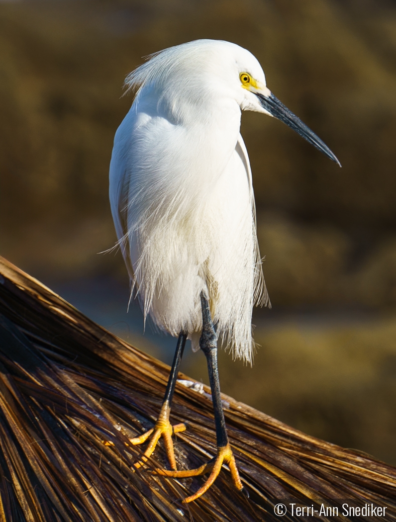 Snowy Egret taking in the morning sun by Terri-Ann Snediker