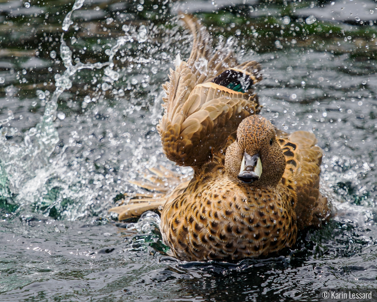 Splash Dance by Karin Lessard