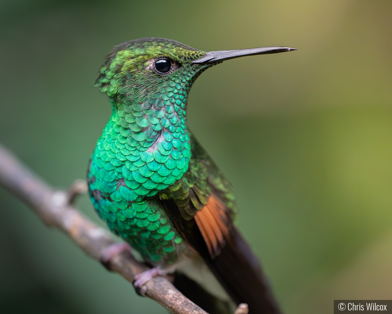 Stripe-Tailed Hummingbird by Chris Wilcox