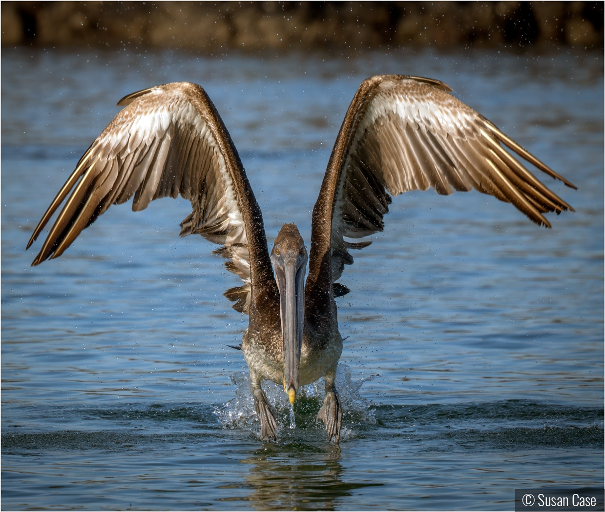 The Landing by Susan Case