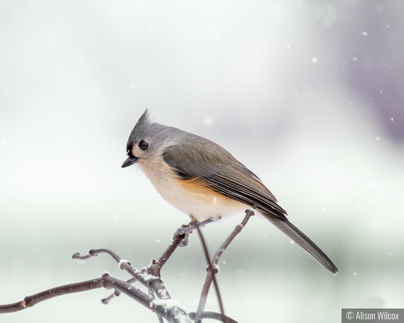 Tufted Titmouse in the snow by Alison Wilcox