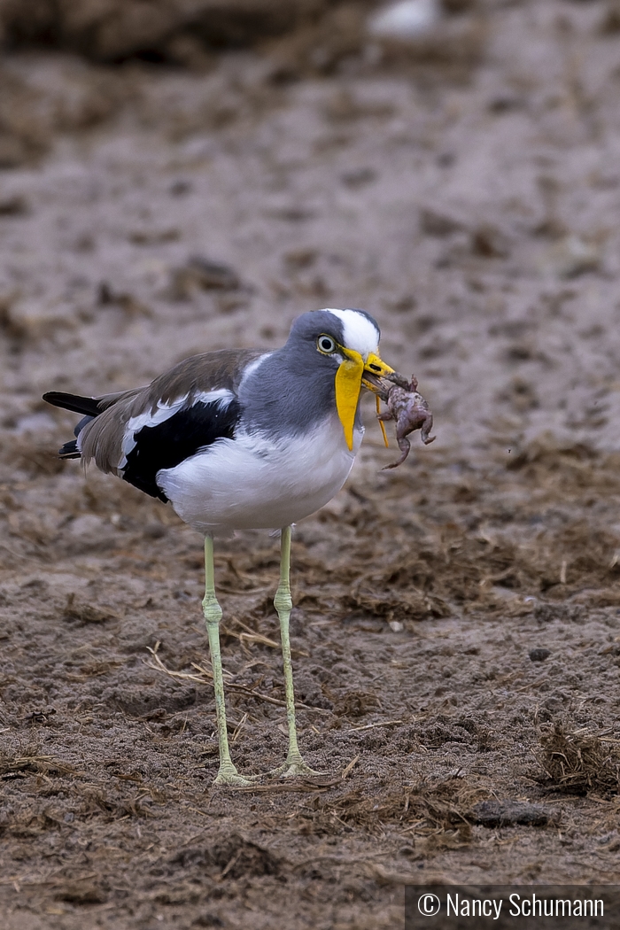 White Crowned Lapwing with Frog by Nancy Schumann