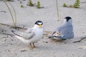 Salon HM: Dad Keeping Watch Over Mom and Chick by Lorraine Cosgrove