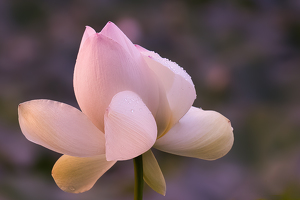 Salon 2nd: Dewdrops on Pink Lotus by Lorraine Cosgrove