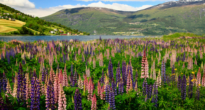 Class B 1st: Field of Lupins-Norway by Janice Oliveri