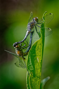 Salon 1st: Frosted White Face Dragonflies by John McGarry