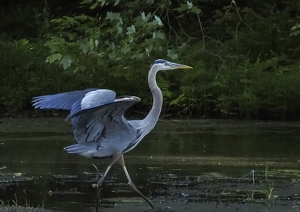 Class B 1st: Great blue heron by Quyen Phan