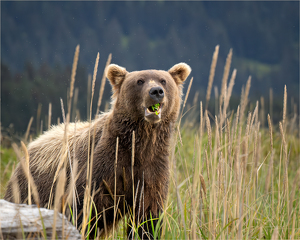 Salon 1st: Grizzly - Chomping on Arctic Peas by Susan Case