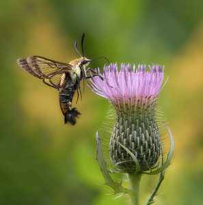 Salon 1st: Hummingbird Clearwing Moth by Bob Ferrante