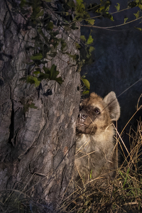 Class A HM: Hyena Peek-a-boo by Nancy Schumann