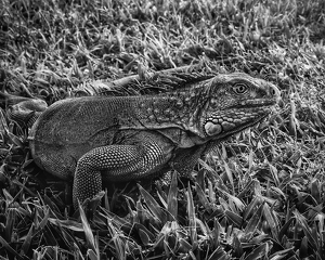 Class A 2nd: Iguana Alert by Dolores Brown