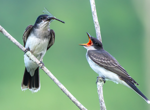 Salon 1st: Kingbird feeding fledgling by Libby Lord