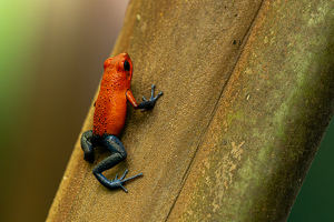 Class A 2nd: Poison dart frog by Chris Wilcox