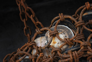 Salon 2nd: Seashells in Fishing Chains by Lorraine Cosgrove