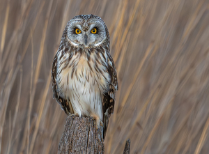 Short Eared Owl by Libby Lord