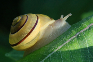 Snail in the Mouring Sun - Photo by Bill Latournes