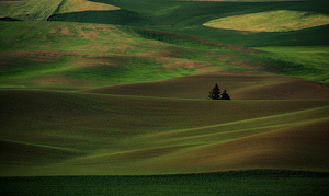 Class A HM: Wheat Fields of Palouse by Alene Galin